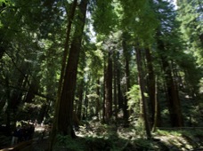 San Francisco Muir Woods