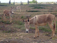 Bonaire donkeys